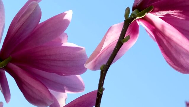 An incredibly beautiful pink flowering magnolia tree. Magnolia flowers on the petals of which water is reflected in the spring season. High quality FullHD footage