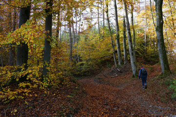 Fototapeta premium Goldener Herbst - wandern im Hönnetal bei Balve, Sauerland, NRW