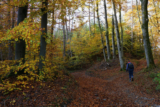 Goldener Herbst - wandern im H&ouml;nnetal bei Balve, Sauerland, NRW