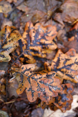 Beautiful autumn foliage in the rain close-up
