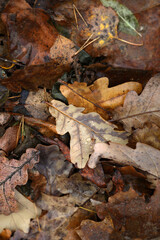 Beautiful autumn foliage in the rain close-up