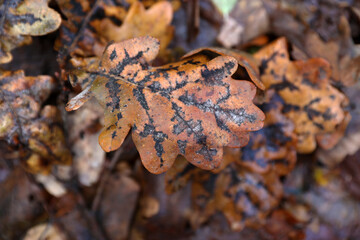 Beautiful autumn foliage in the rain close-up
