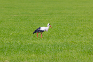 Wild white stork in its natural habitat walking on the green meadow, Is a large bird in the stork...