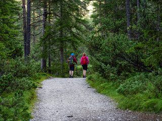 Trekking scene in the forest