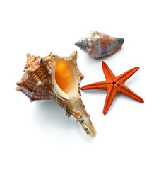 Collection of summer sea vacation design element. Tropical seashell on a white table. PNG travel background design element with real transparent shadow on transparent background.