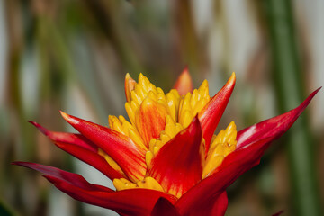 Vivid-Red-and-Yellow-Bromeliad-Flower-Macro-by-Aravind-Reddy-Tarugu