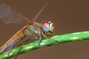 Foto op Canvas Macro shots, showing of eyes dragonfly and wings detail. Beautiful dragonfly in the nature habitat. © blackdiamond67
