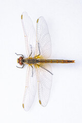 Extreme macro  shots, showing of eyes dragonfly detail. isolated on a white background.