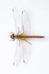 Poster Im Rahmen Extreme macro  shots, showing of eyes dragonfly detail. isolated on a white background. © blackdiamond67