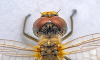 Foto auf Acrylglas Antireflex Extreme macro  shots, showing of eyes dragonfly detail. isolated on a white background. © blackdiamond67