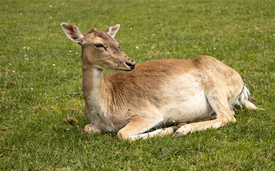 Beautiful specimen of female deer sitting in the grass.