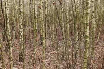 Green-covered trunks of young birch trees
