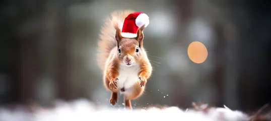 Cute squirrel with Santa's hat on running, jumping in the snow, daytime in the winter woods. © bagotaj