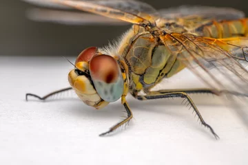 Wandaufkleber Extreme macro  shots, showing of eyes dragonfly detail. isolated on a white background. © blackdiamond67