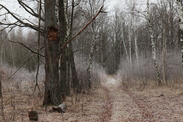 Road through an oak grove in late autumn