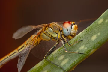 Outdoor-Kissen Macro shots, showing of eyes dragonfly and wings detail. Beautiful dragonfly in the nature habitat. © blackdiamond67