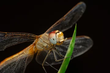 Tuinposter Macro shots, showing of eyes dragonfly and wings detail. Beautiful dragonfly in the nature habitat. © blackdiamond67