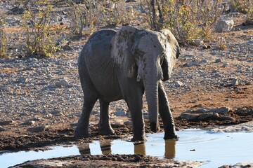 Afrikanischer Elefant am Wasserloch von Halali im Etoscha Nationalpark in Namibia.