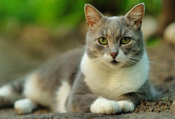 Portrait of a beautiful domestic cat