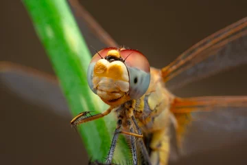 Foto op Plexiglas Macro shots, showing of eyes dragonfly and wings detail. Beautiful dragonfly in the nature habitat. © blackdiamond67