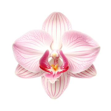 Orchid blossom isolated on transparent background. AI generated.