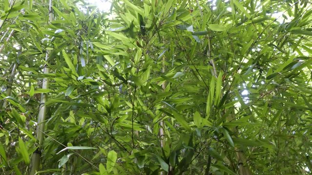 bamboos in a bamboo forest