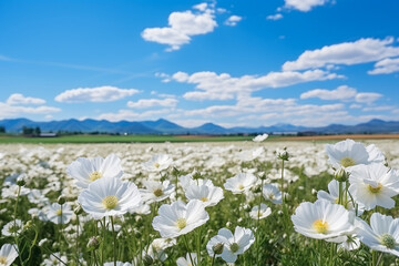 Beautiful of cosmos flowers with blue sky in the field