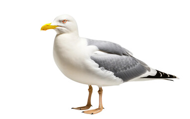 Obraz premium Oceanic Sentry Majestic Seagull Guardian on a White or Clear Surface PNG Transparent Background