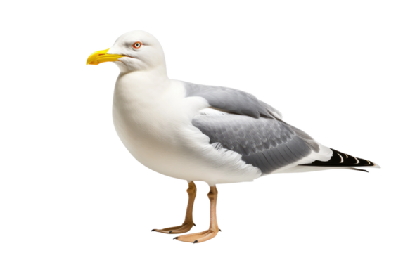 Oceanic Sentry Majestic Seagull Guardian on a White or Clear Surface PNG Transparent Background