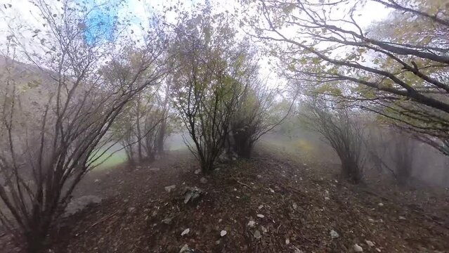Neblina verde