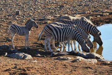 Naklejka na ściany i meble Steppenzebras (equus quagga) am Wasserloch Halali im Etoscha Nationalpark in Namibia. 