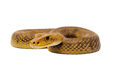 Cozy Coiled Reptile Pal Slithering Cobra on a White or Clear Surface PNG Transparent Background