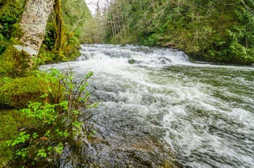 mountain river with forest background in Vancouver, Canada, North America.