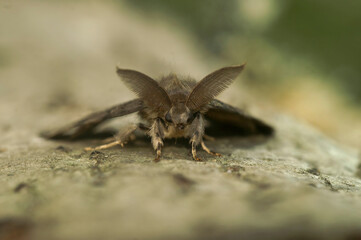 Closeup on a brown Gypsy moth, Lymantria dispar with it's remarkeable bat-like antenna