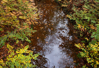 colorful autumn leaves and water of pond in dutch forest near utrecht in holland