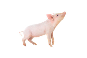 pig on a white background. studio