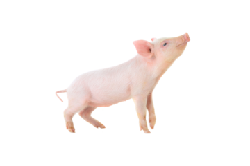 pig on a white background. studio