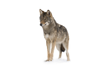 gray wolf