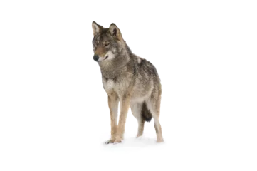 Zelfklevend Fotobehang gray wolf © fotomaster