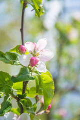 Spring season concept; Twig with apple blossom and young leaves on the blurred natural background