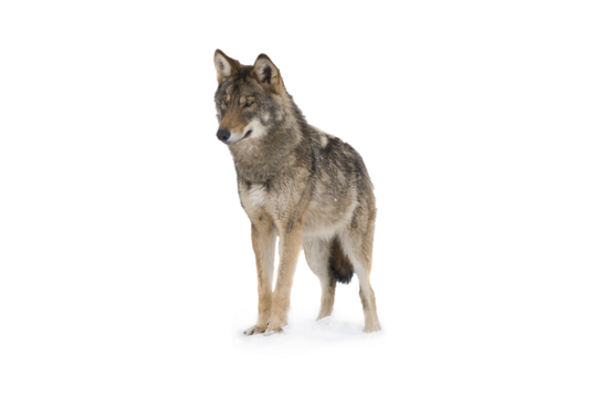 gray wolf