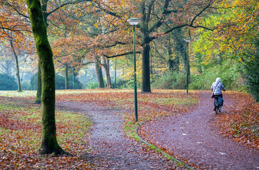 Fototapeta premium older woman rides bike through park in autumn colors near utrecht in the netherlands