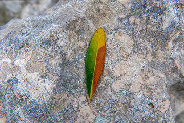 macro of small multicolored leaf on a stone