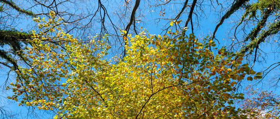 orange and yellow leaves of beech trees and blue sky in the fall