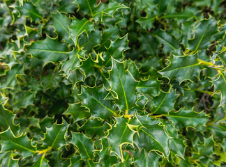 macro of holly bush in countryside