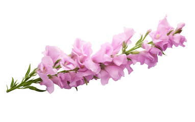 Fototapeta na wymiar The Beauty of Realistic Snapdragon Flowers on a Clear Surface or PNG Transparent Background.