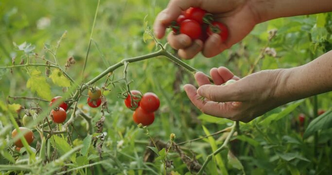 Mature hands picking red ripe tomatoes on the vine tomato plant, growing and harvesting organic vegetable and fruit homegrown garden food plants to ensure food safety and maintain food sustainability