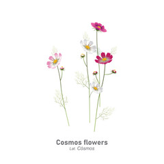 Cosmos flowers isolated on white background with botanical and latin name. Multi-colored garden (flower bed) plants Cosmos. Realistic vector illustration.