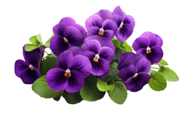 Unveiling the Glamour of Velvet Violet in High Resolution on a Clear Surface or PNG Transparent Background.