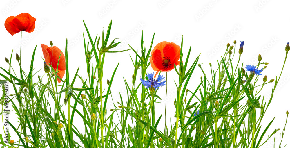 Wall mural wild isolated summer meadow with poppies and cornflowers on transparent background, natural texture template overlay decoration